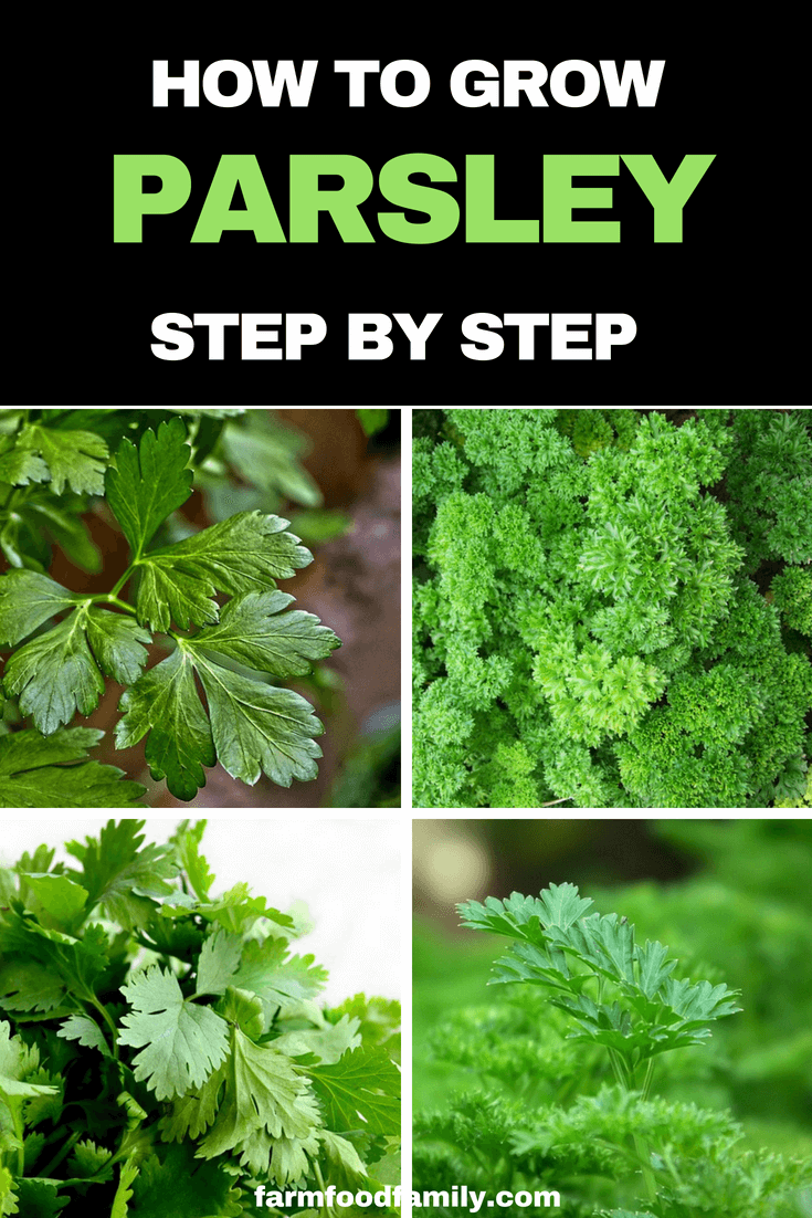 How to grow Parsley at home