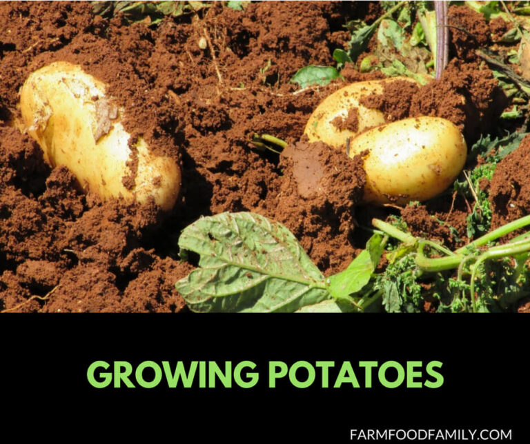 How to grow Potatoes from seeds