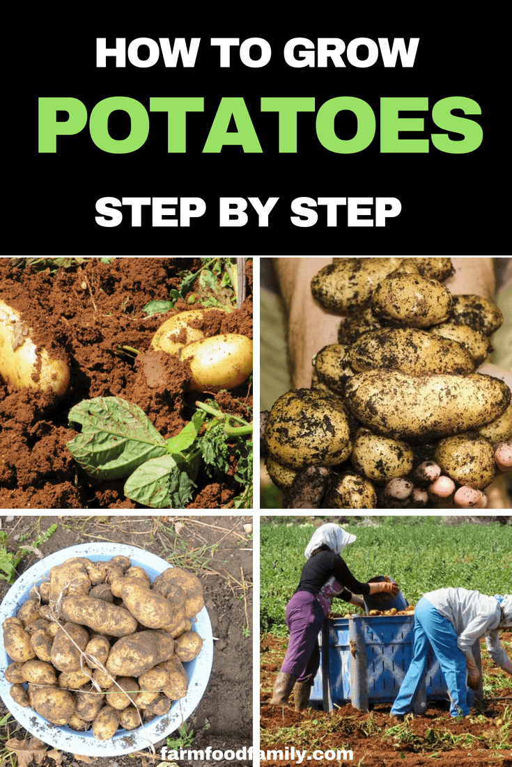 How to grow potatoes step by step