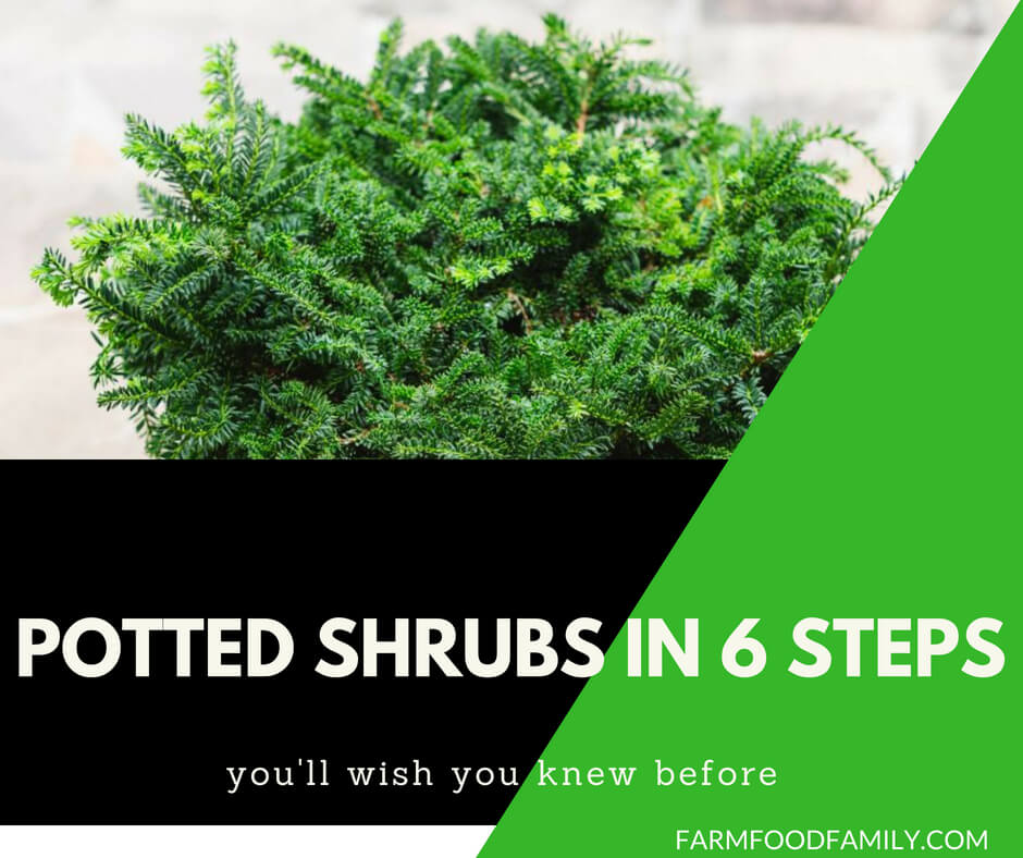 Potted Shrubs: How to plant a shrub in containers