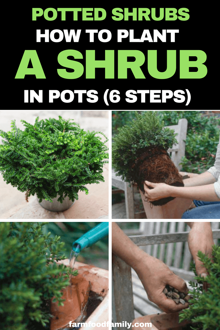 Potted Shrubs: How to plant a shrub in pots (6 steps) #containergarden #potted #gardeningtips #farmfoodfamily