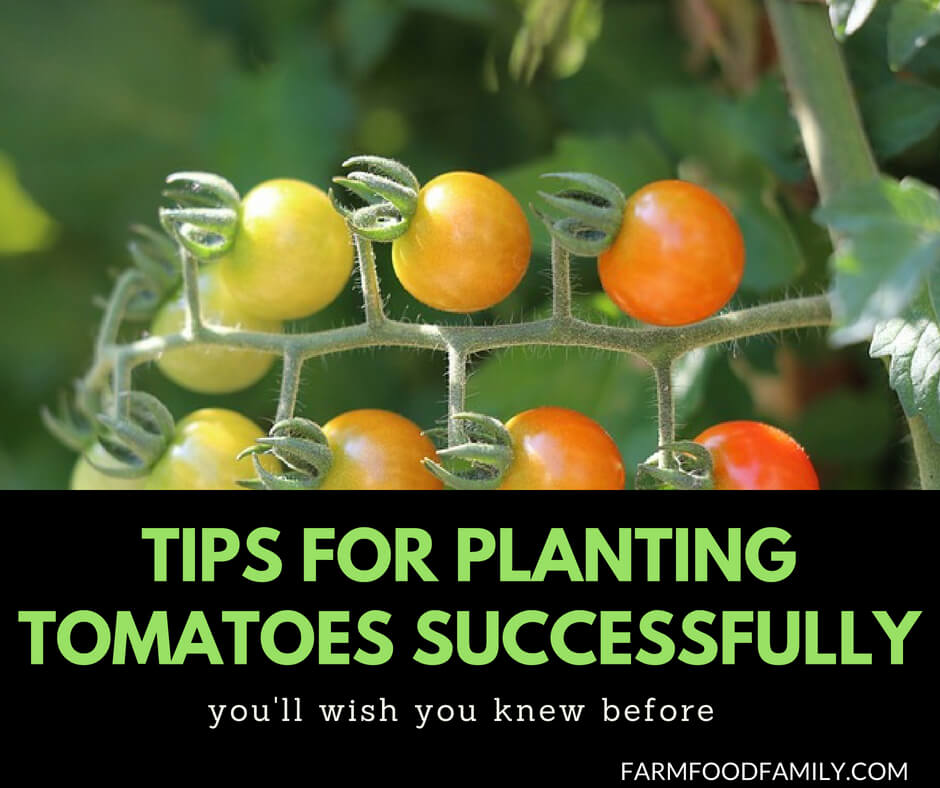 How to grow Tomatoes Successfully