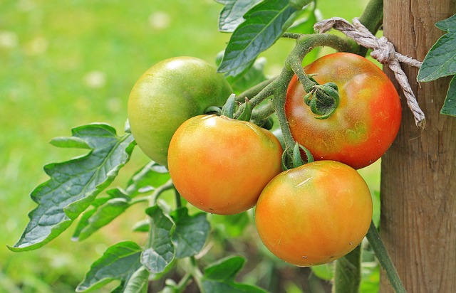 Tomatoes Plants