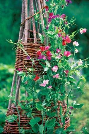 Homemade stick trellis | Up-cycled Trellis Ideas For Garden