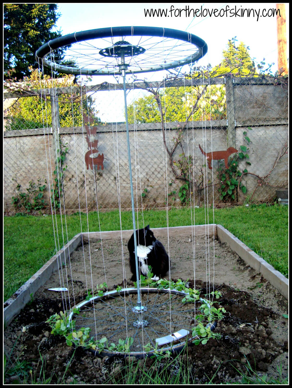 Recycled Tire Trellis | Up-cycled Trellis Ideas For Garden