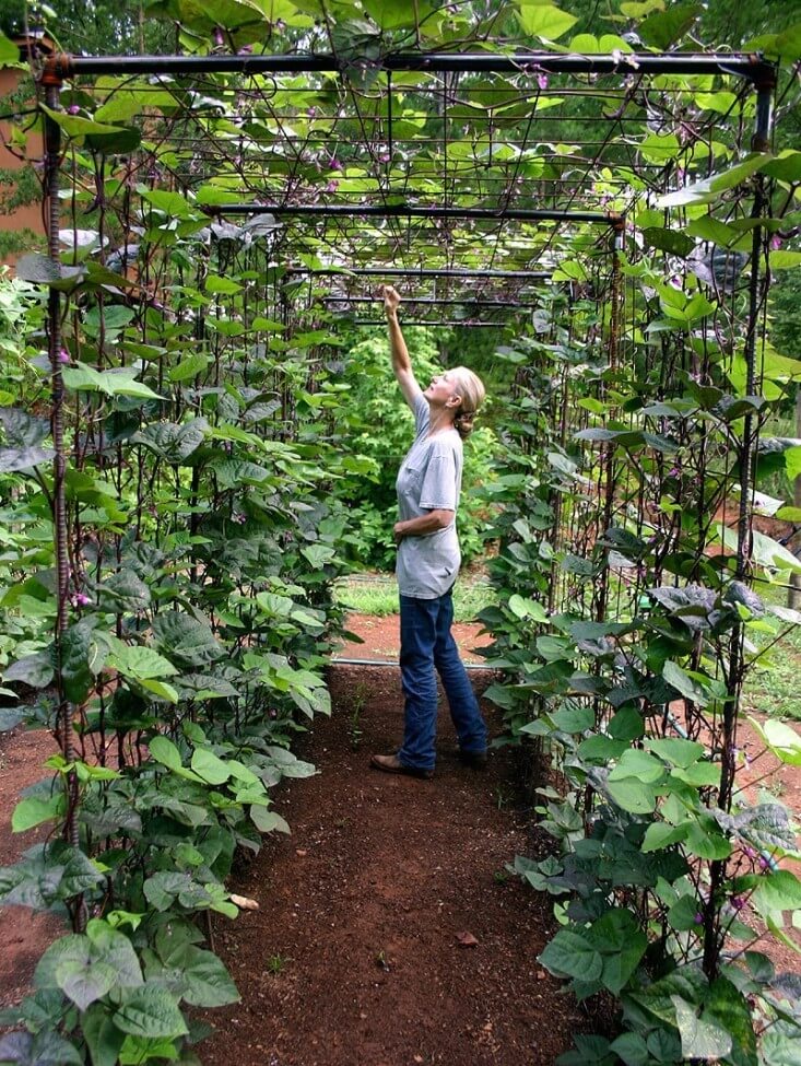 A bean tunnel using metal mesh and poles | Edging Plants for Kitchen Gardens - FarmFoodFamily.com