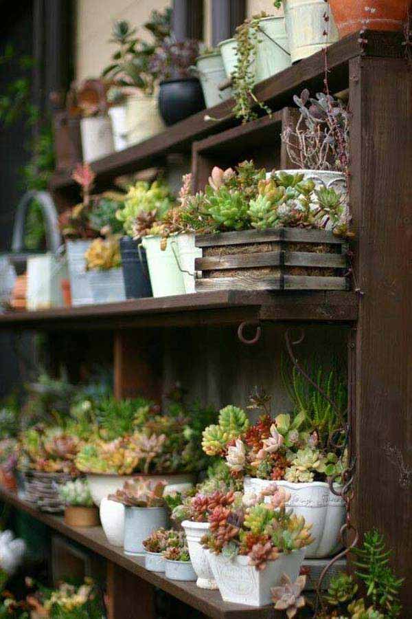 Succulents on display | Smart Mini Indoor Garden Ideas DIY - FarmFoodFamily.com