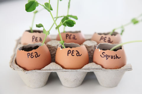Make eggshell seedling pots
