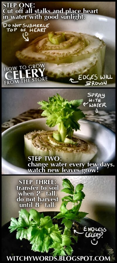 Grow Celery from the Store | Smart Mini Indoor Garden Ideas DIY - FarmFoodFamily.com