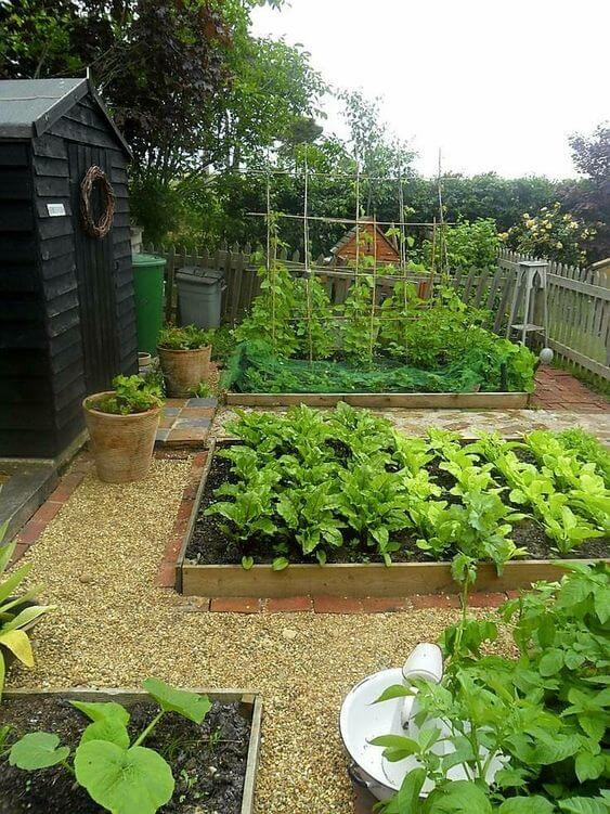 Raised garden beds with pea gravel mulch and edging ideas | Edging Plants for Kitchen Gardens - FarmFoodFamily.com
