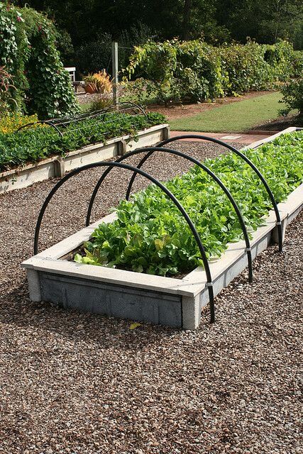 Lettuce in raised beds with hoops | Edging Plants for Kitchen Gardens - FarmFoodFamily.com