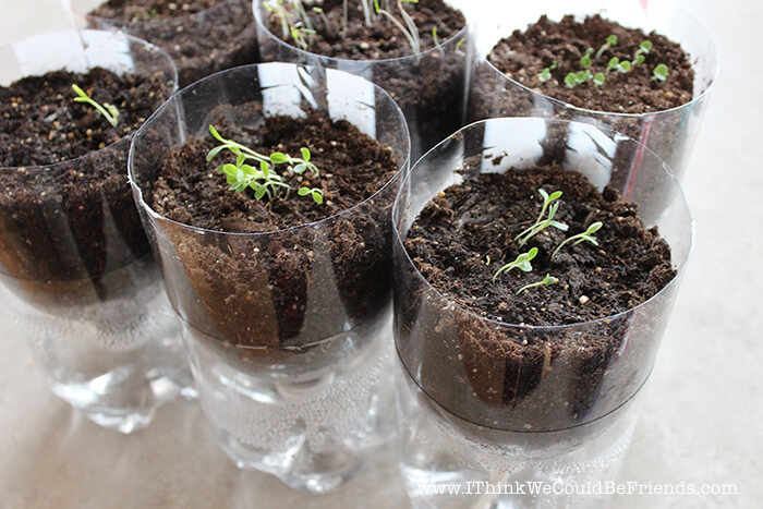 DIY Self Watering Herb Garden with Soda Bottles | Low-Budget DIY Garden Pots and Containers