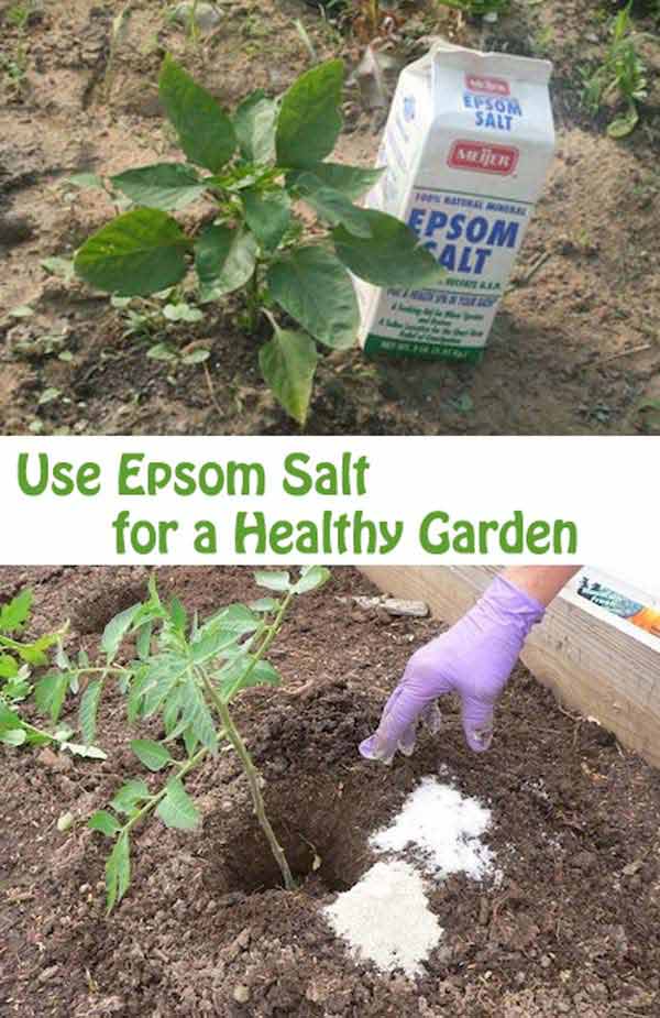 Gardening with Epsom Salt