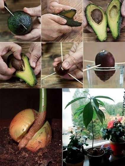Grow An Avocado Tree for Endless Organic Avocados