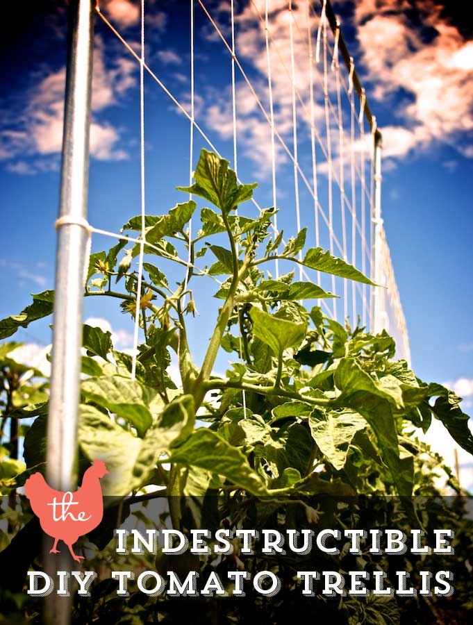DIY Tomato Trellis | Up-cycled Trellis Ideas For Garden