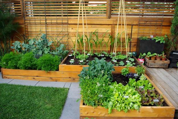 23 edging plants for vegetable gardens farmfoodfamily