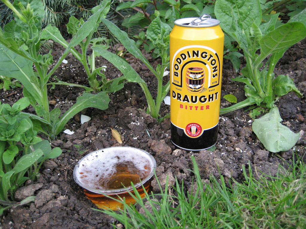 Beer traps to kill slugs and snails