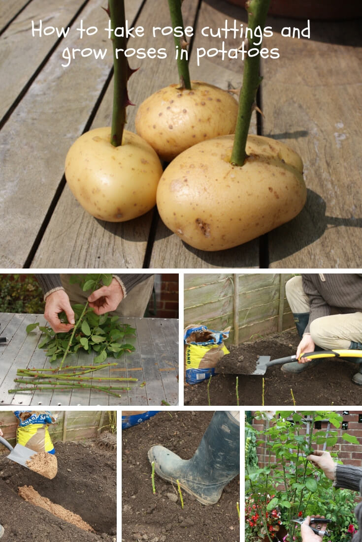 How to take rose cuttings and grow roses in potatoes