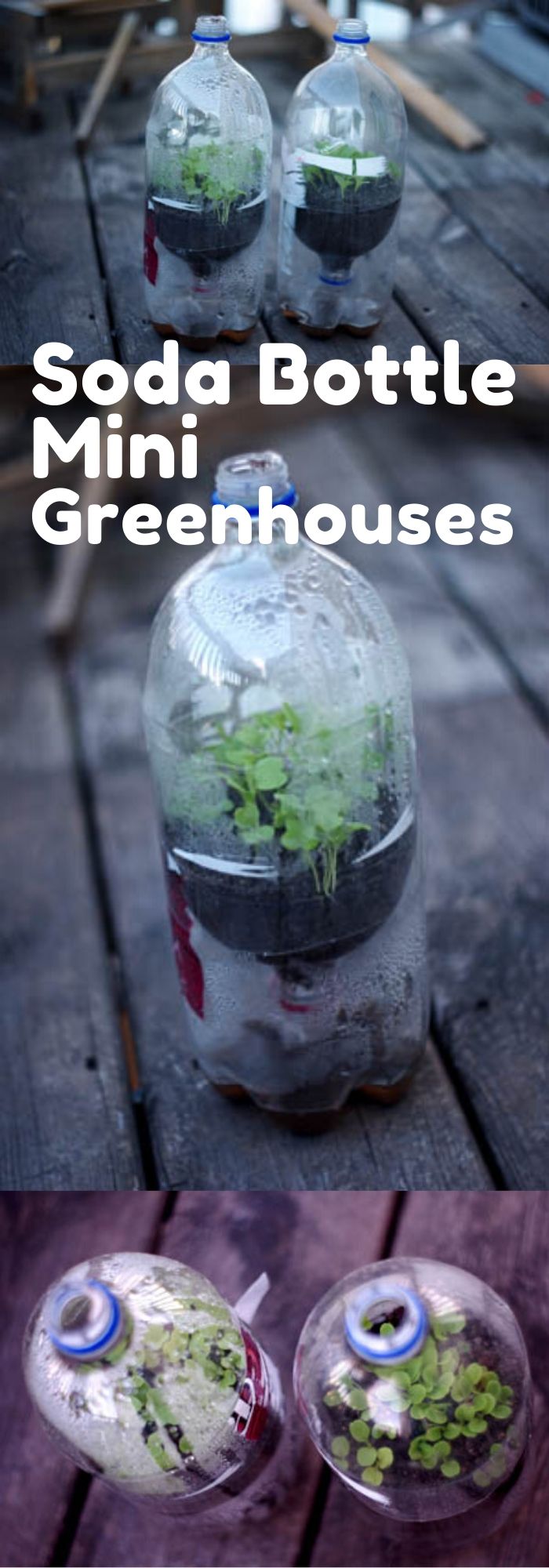 Soda Bottle Mini Greenhouses | Gardening Hacks and Trips