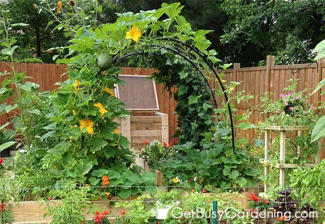 Beautiful Squash Arch | Edging Plants for Kitchen Gardens - FarmFoodFamily.com