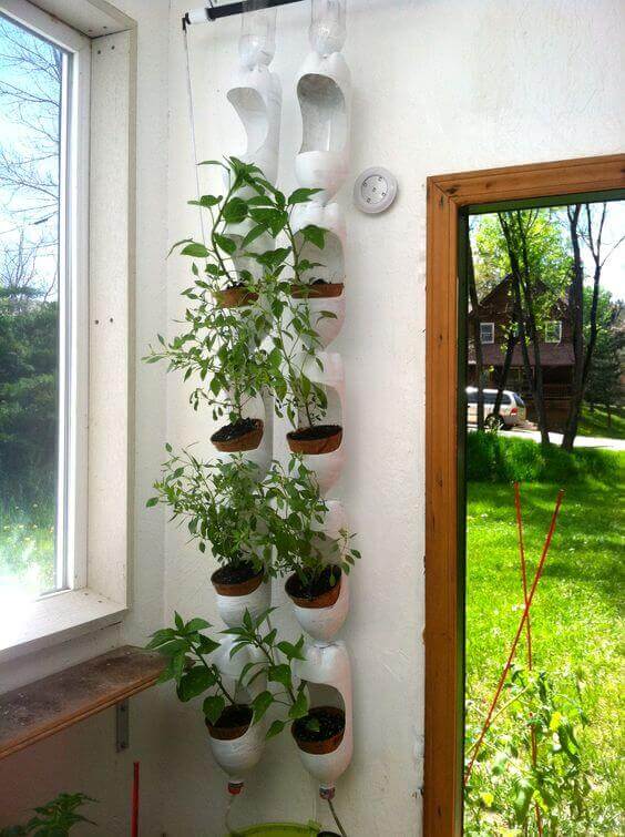 Plenty of basil growing in vertical garden | Creative Plastic Bottle Vertical Garden Ideas - FarmFoodFamily.com