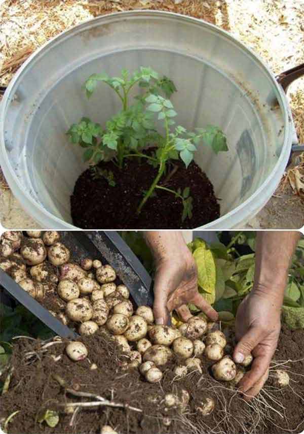 imple Steps to Grow a Hundred Pounds of Potatoes in a Barrel