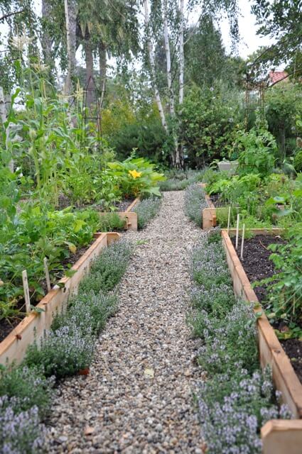 Lemon Thyme on gravel path | Edging Plants for Kitchen Gardens - FarmFoodFamily.com