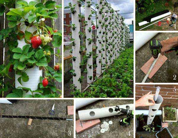 A vertical strawberry tube planter