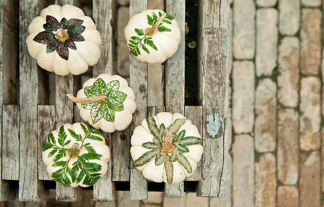 Botanical Pumpkins | DIY Fall-Inspired Home Decorations With Leaves - FarmFoodFamily