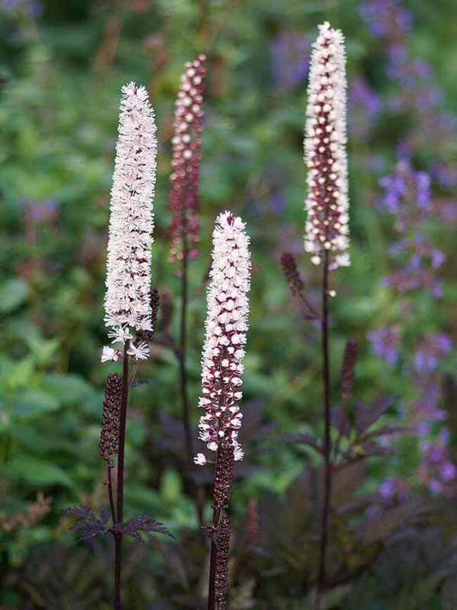 Cimicifuga (Cimicifuga simplex) | Fall Flowers to Light Up Shade Gardens - FarmFoodFamily.com