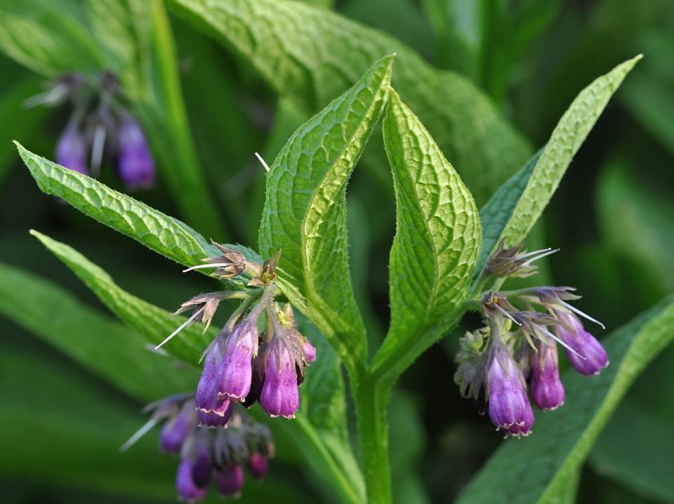 Comfrey (Symphytum officinale): Garden Herbs that Grow in the Shade