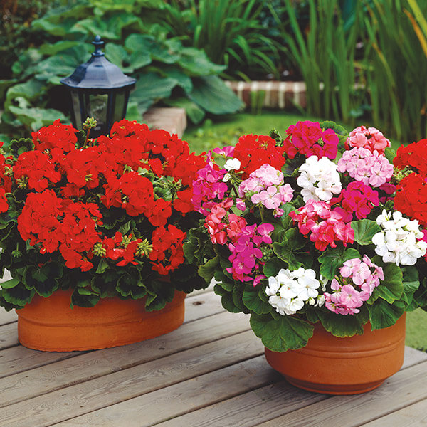 Geraniums are hardy and will tolerate shady areas. Most varieties can be planted all year round in containers or windowboxes and will produce a delightful spring and early summer splash of color.