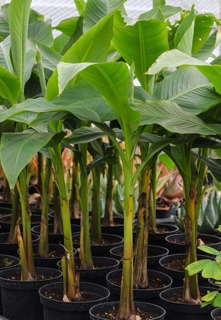 Growing Bananas in pots