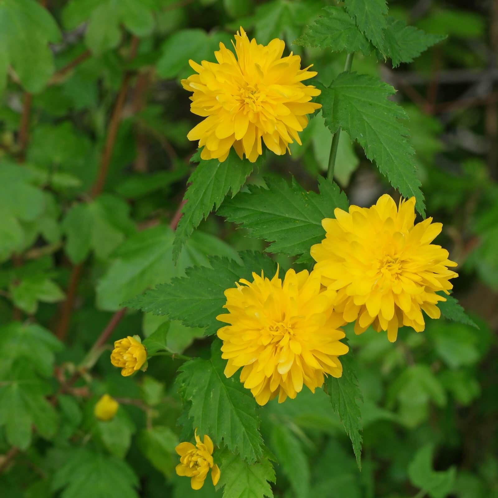 Kerria japonica | Shrubs to Grow in Dry Shade
