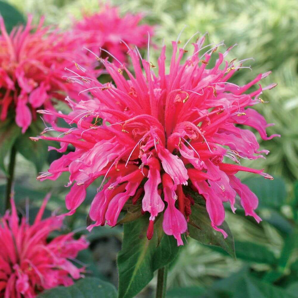 Bee Balm (Monarda didyma) | Fragrant Garden Perennial Plants: Flowering Perennials for a Fragrance Garden
