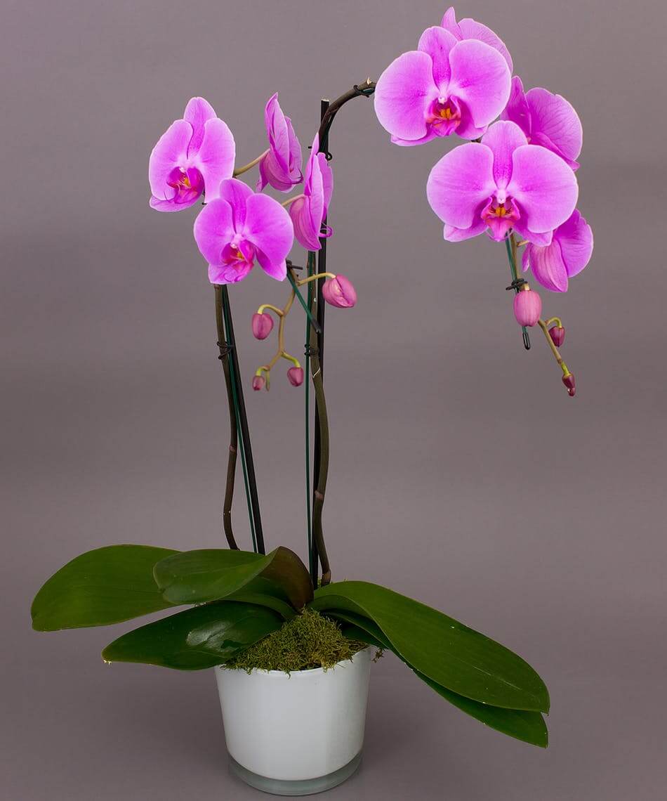 Orchids (Orchidaceae family)