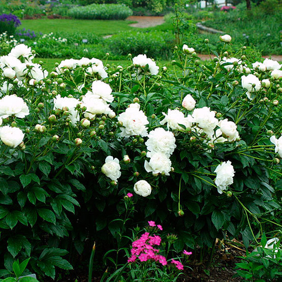 Peony (Paeonia lactiflora) | Fragrant Garden Perennial Plants: Flowering Perennials for a Fragrance Garden
