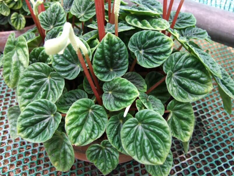 Peperomias Plant