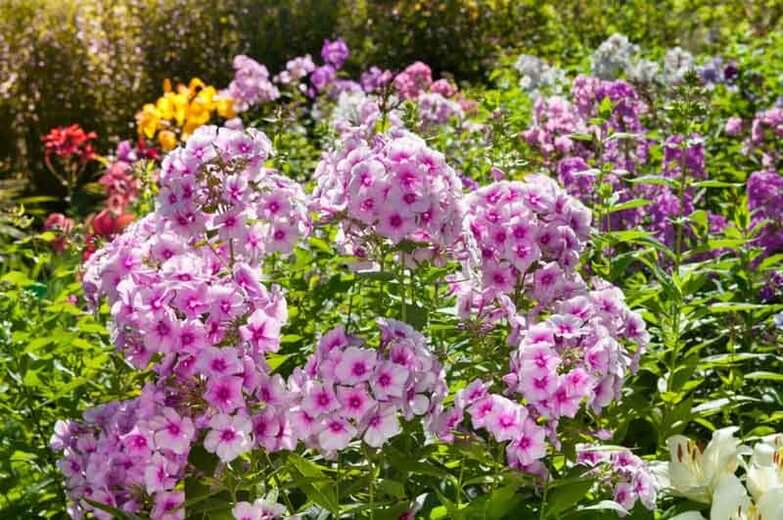 Garden Phlox (Phlox paniculata) | Fragrant Garden Perennial Plants: Flowering Perennials for a Fragrance Garden