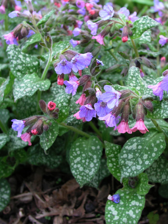 Lungwort (Pulmonaria): Garden Herbs that Grow in the Shade