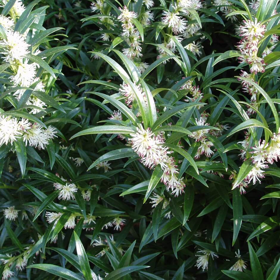 Sarcococca or Christmas Box | Shrubs to Grow in Dry Shade