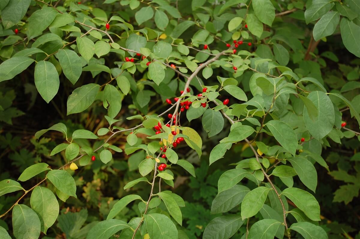 Spicebush (Lindera benzoin): Garden Herbs that Grow in the Shade