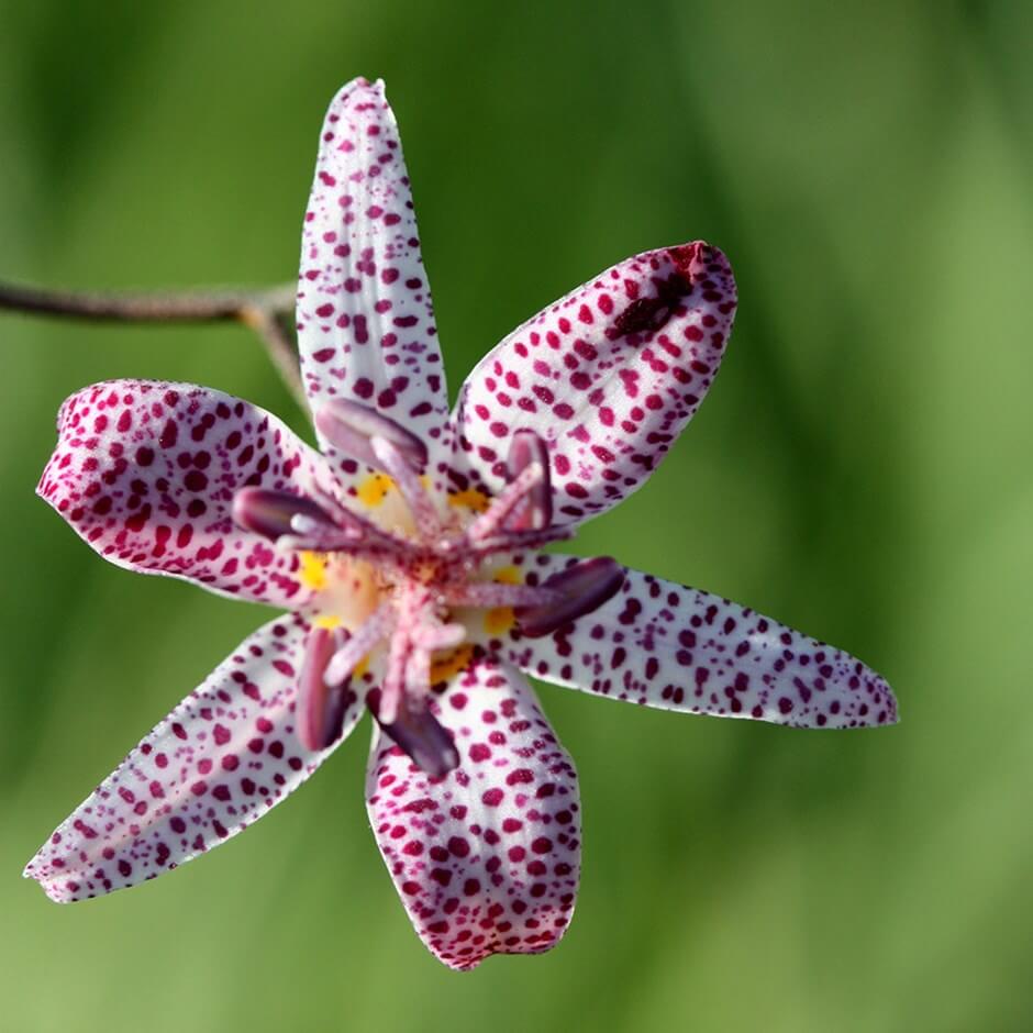 Toad lilies (Tricyrtis spp.) | Fall Flowers to Light Up Shade Gardens - FarmFoodFamily.com