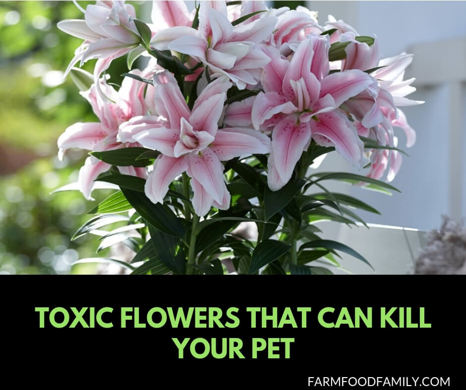 19+ Poisonous Plants to Dogs and Cats: Toxic Flowers Can Kill Your Pet