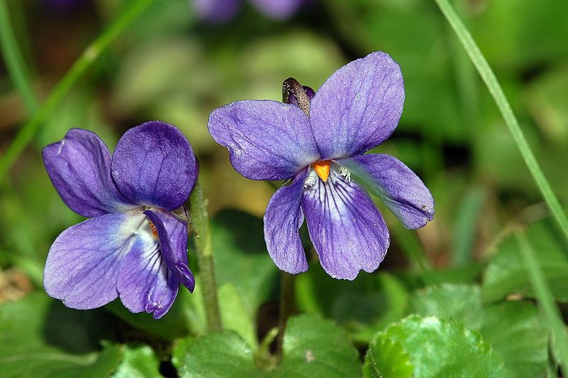 Sweet Violet (Viola odorata): Garden Herbs that Grow in the Shade