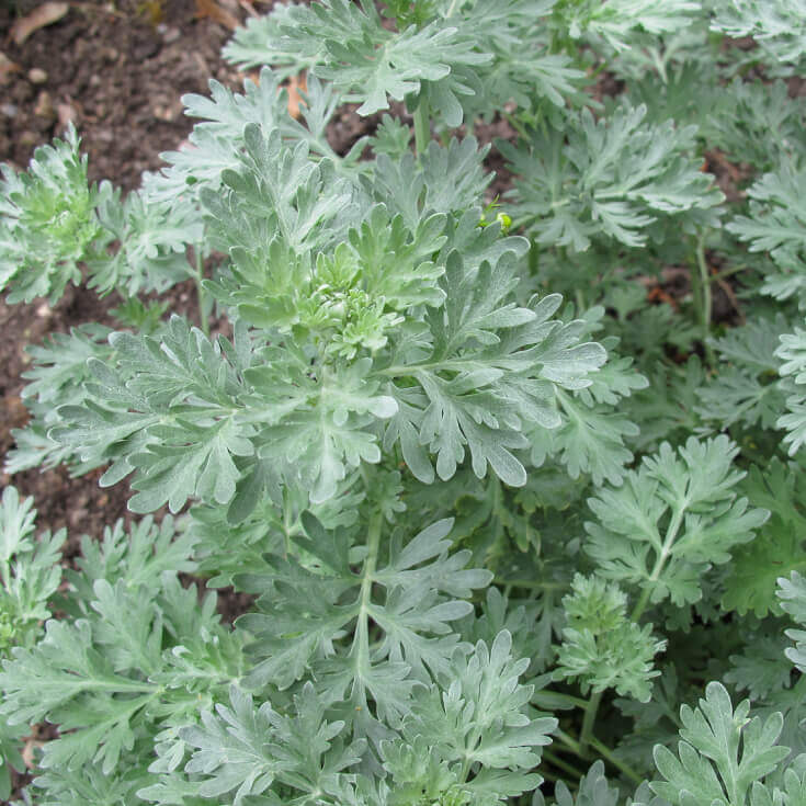 Wormwood/Silver Mound plant - Great border plants for <a href=