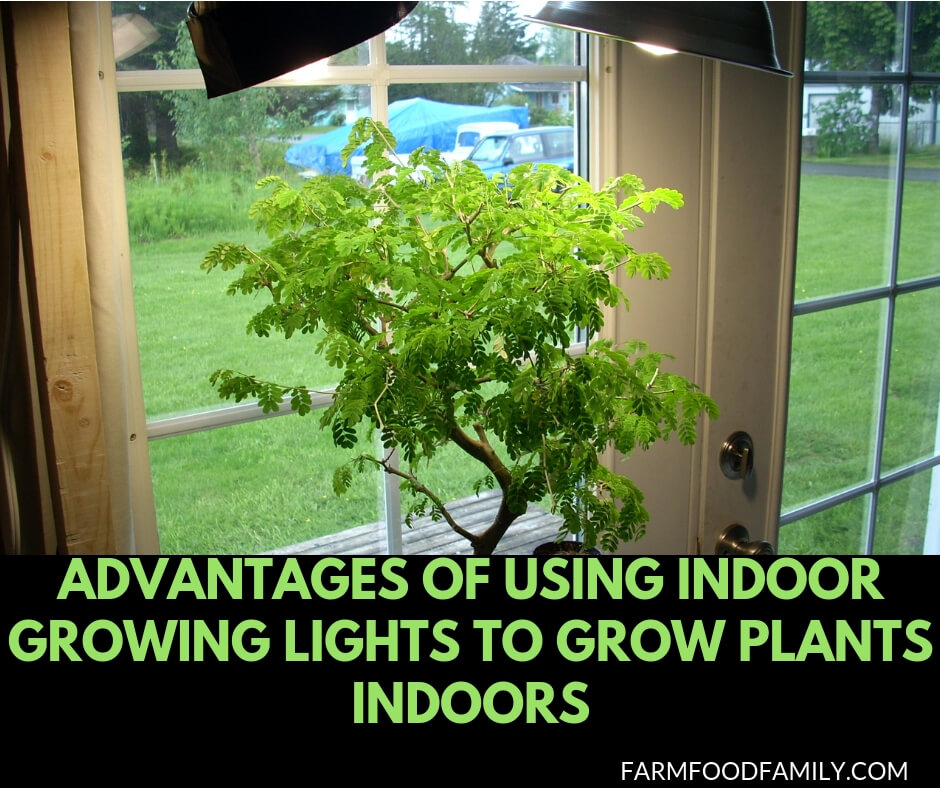 Advantages of Using Indoor Growing Lights to Grow Plants Indoors
