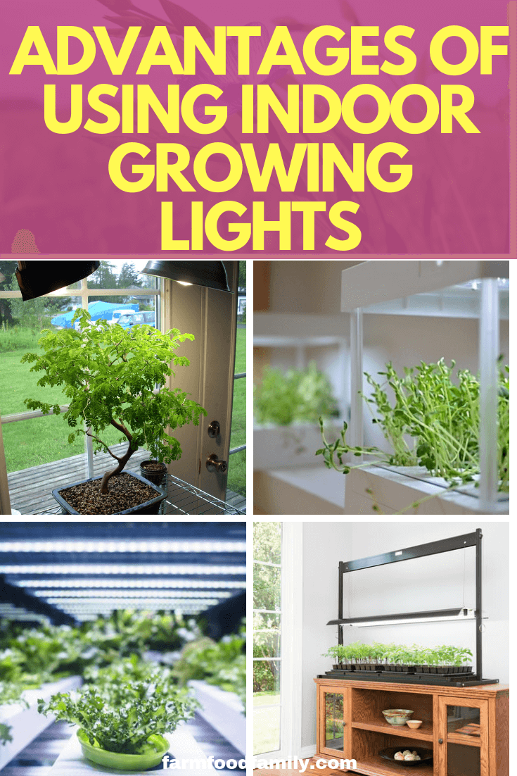 Advantages of Using Indoor Growing Lights to Grow Plants Indoors