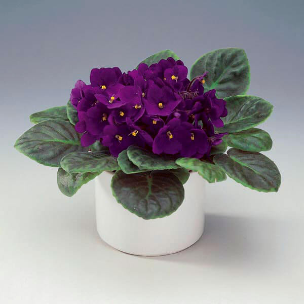 African Violet (Saintpaulia ionantha) | Child and Pet Safe Houseplants: Non-Toxic Indoor Plants | FarmFoodFamily