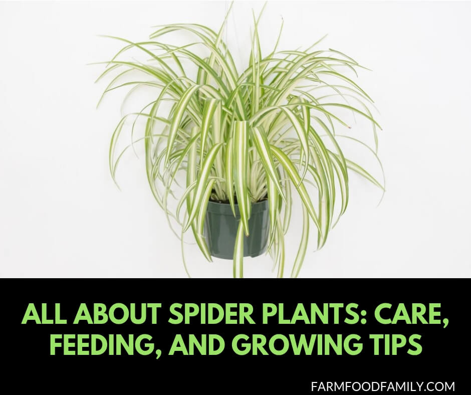 All you need about Spider plants